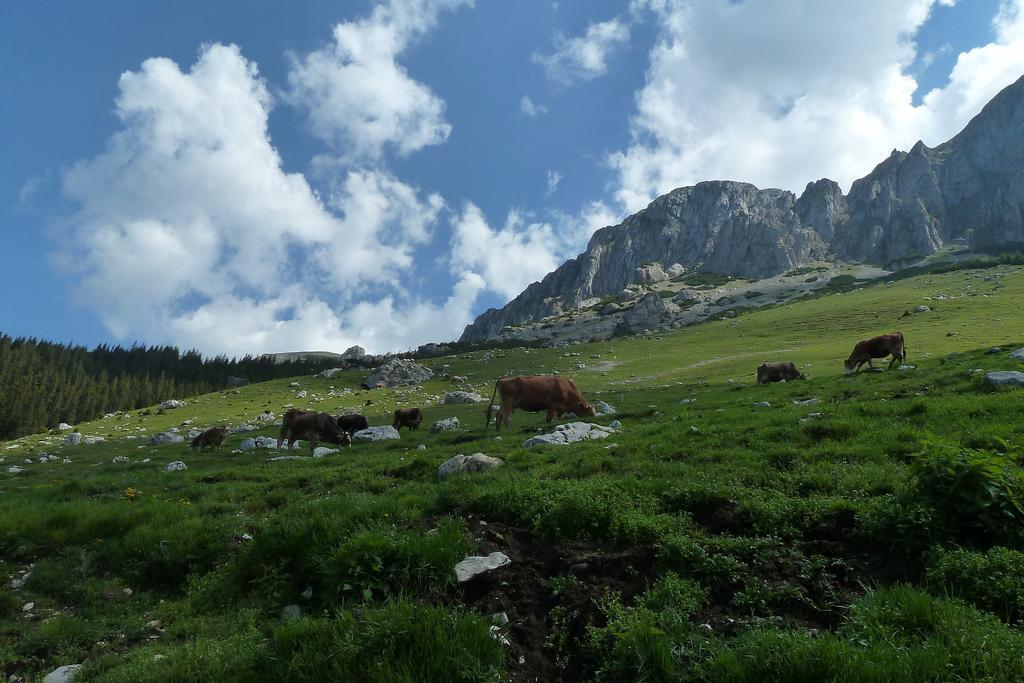 Ranger Chalet Ξενοδοχείο Moeciu De Sus Δωμάτιο φωτογραφία